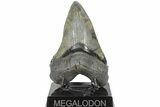 Serrated, Fossil Megalodon Tooth - South Carolina #203049-1